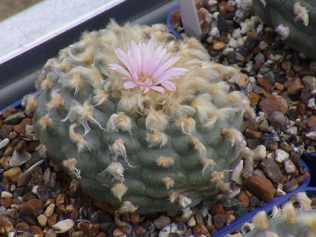 Lophophora williamsii