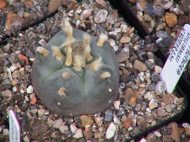 Lophophora diffusa v. koehresii