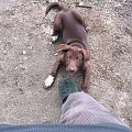 2006-04-01 #Killer #Jerzy #pies #kiler #BurekZwykły #DzikiReks
