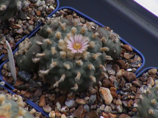 Lophophora Williamsii