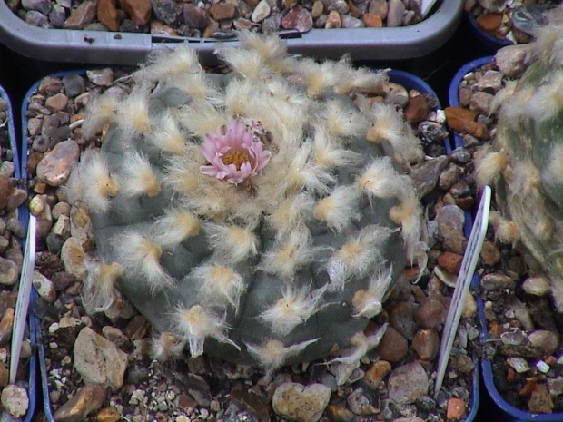 Lophophora williamsii El Huizache