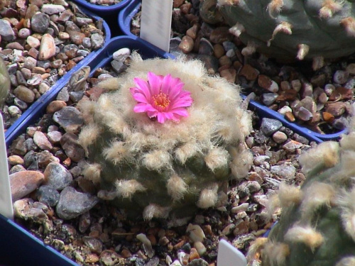 Lophophora jourdaniana