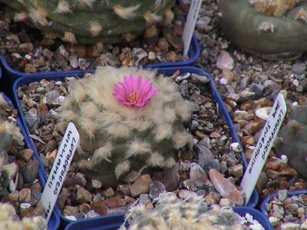 Lophophora jourdaniana