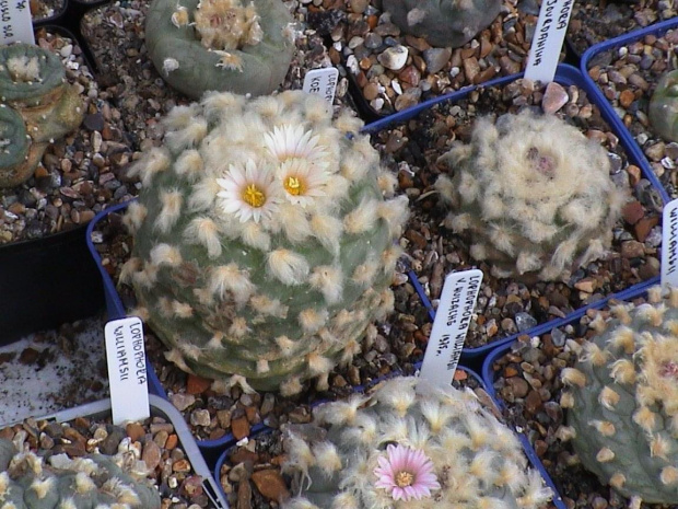 Lophophora diffusa v. koehresii