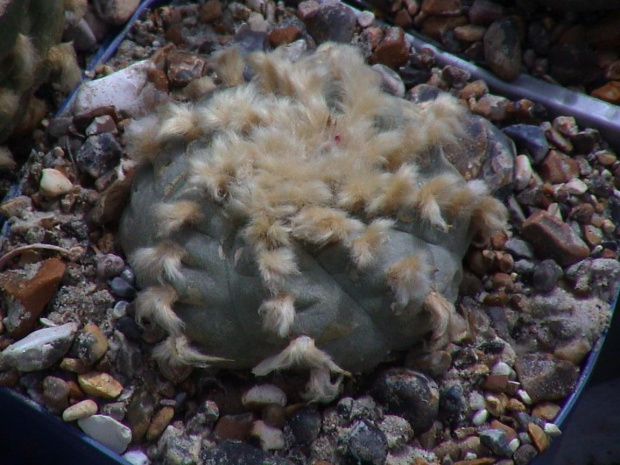 Lophophora Williamsii