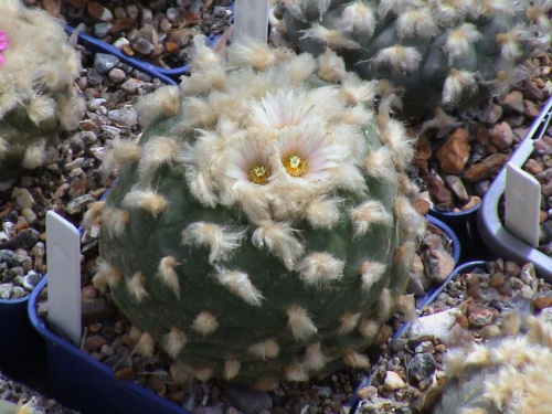 Lophophora diffusa v. koehresii