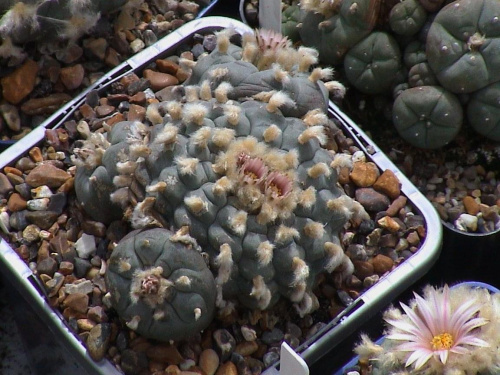 Lophophora Williamsii