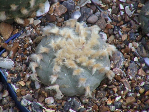 Lophophora Williamsii