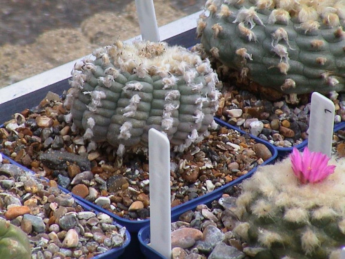 Lophophora Williamsii