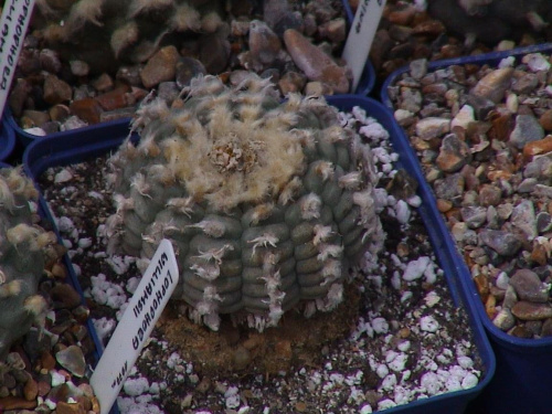 Lophophora Williamsii