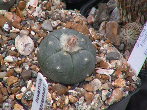 Lophophora williamsii El Huizache