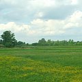 Łąka koło Niebrzegowa #Niebrzegów #łąka