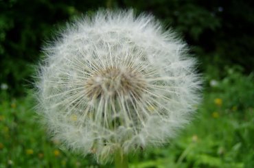 śśśćśćść #dmuchawiec