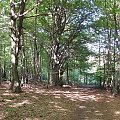 Bukowina i Dębina w Bogucińskim lesie