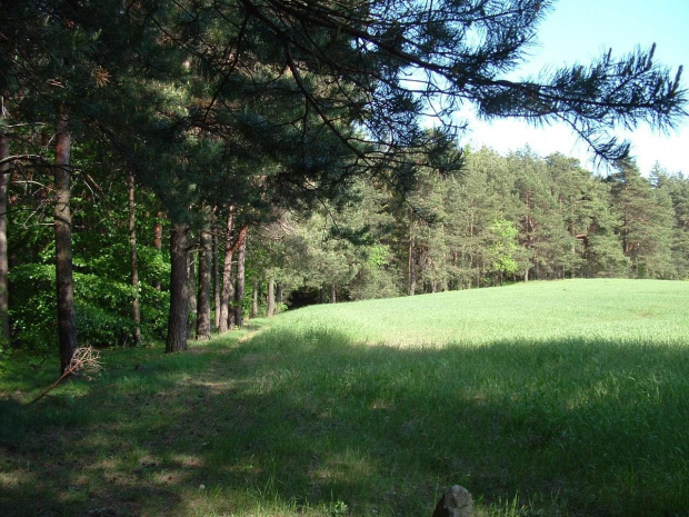 pole w środku lasu