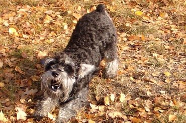 MOJE GRONO PRZYJACIÓŁ. #FuksIReszta #Sznaucer #miniatura