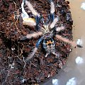 Chromatopelma cyaneopubescens
