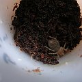 Acanthoscurria geniculata