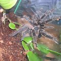 Lasiodora parahybana