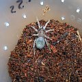 Lasiodorides striatus