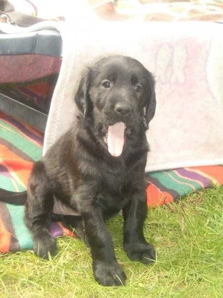 Flat Coated Retriever