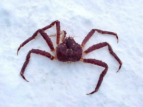 #kraby #KrabyKrólewskie #alaska #skorupiaki #KrabyStalina #rosja #krab