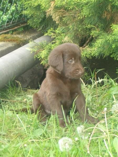 Flat Coated Retriever