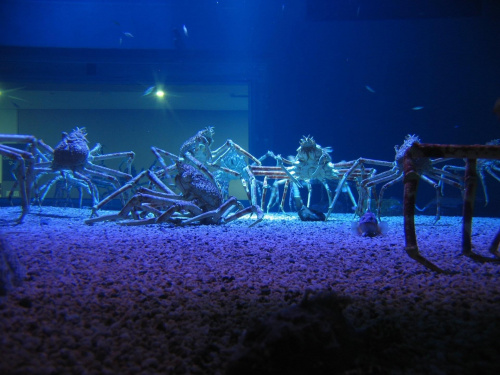 #kraby #KrabyKrólewskie #alaska #skorupiaki #KrabyStalina #rosja #krab