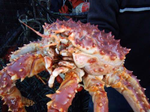 #kraby #KrabyKrólewskie #alaska #skorupiaki #KrabyStalina #rosja #krab