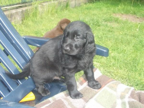 Flat Coated Retriever