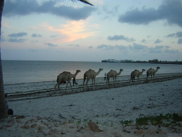 Wielbłądy po pracy ... #Kenia #Bamburi #wielbłądy #OceanIndyjski #Afryka #Natura #Egzotyka