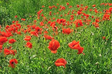 Maki #rower #rowery #wycieczka #turystyka #kwiat #kwiaty #mak #maki