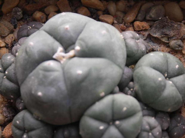 LOPHOPHORA williamsii v. caespitosa #Lophophora #Kaktusy