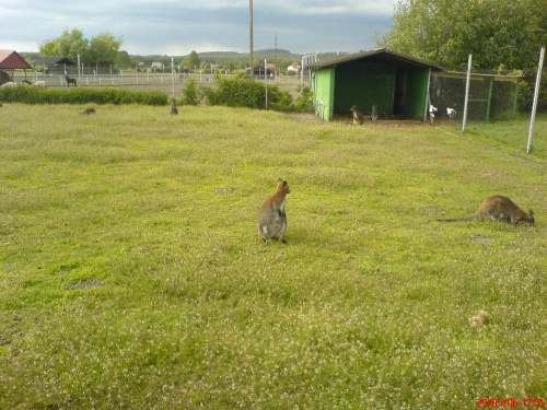 #kangur #safari #świerkocin