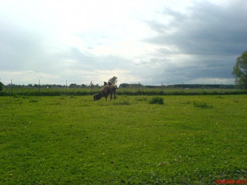 #safari #świerkocin #wielbłąd