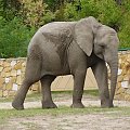 #słoń #zwierzak #zoo