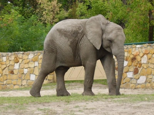 #słoń #zwierzak #zoo