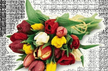 Tulipany, tuli pany #tulipan