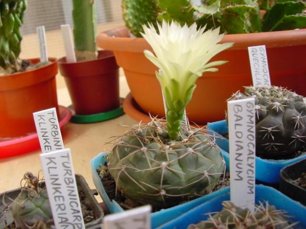 Gymnocalycium leeanum