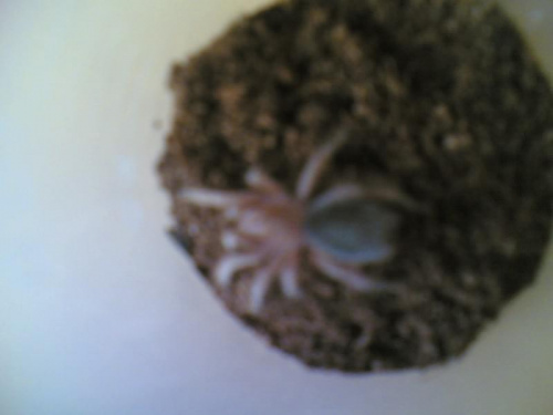 Moja Grammostolea Rosea ;)