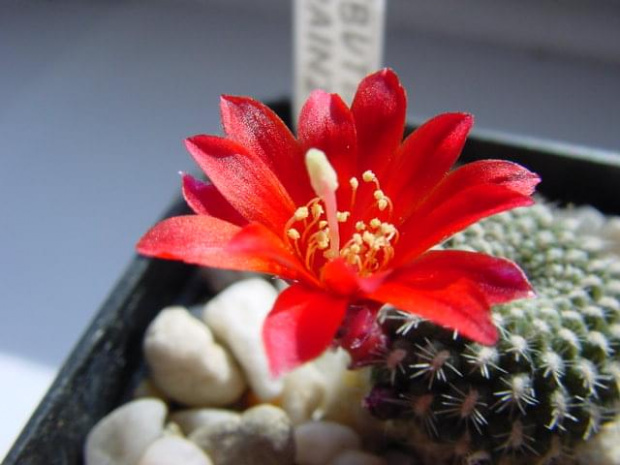 Rebutia krainziana