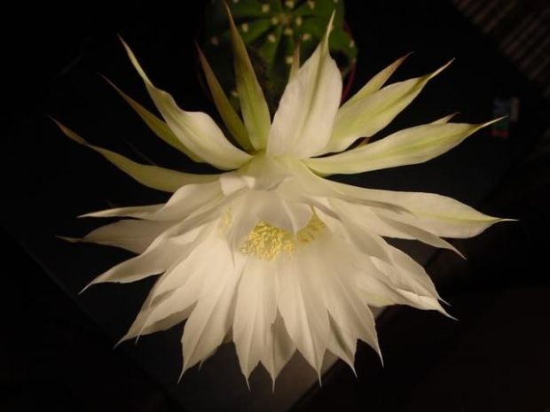 Echinopsis subdenudata