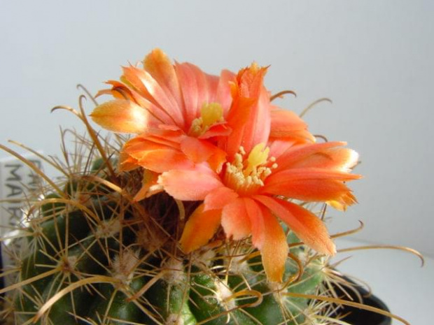 Parodia marianana