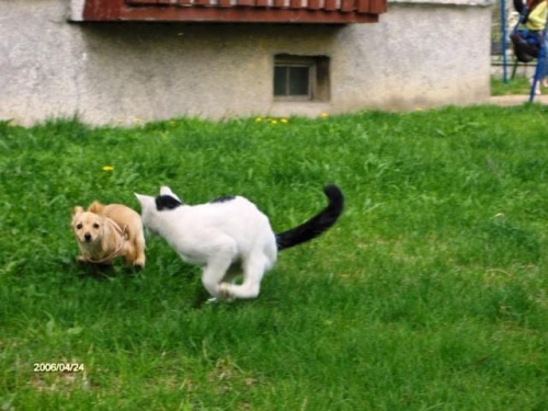 Kocica mnie nie prześcignie.