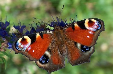 Motyl #motyl #RusałkaPawik