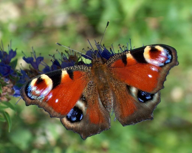 Motyl #motyl #RusałkaPawik