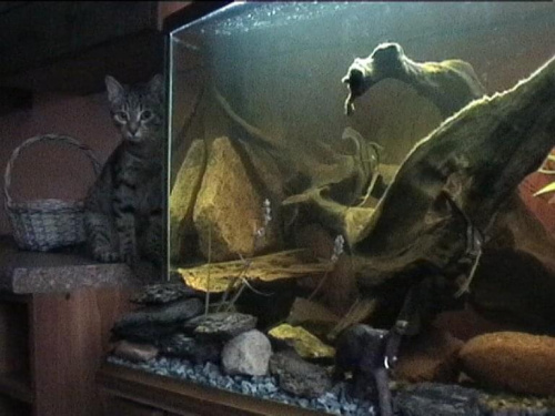 akwarium-kotek lubiący rybki