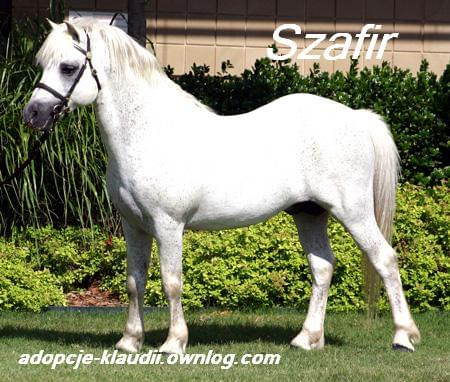 szafir4