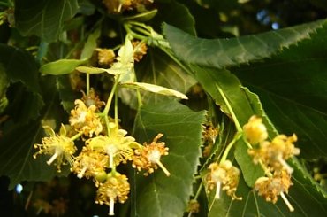 Przyroda #kwiatki #boćki #autostrada