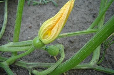 Przyroda #kwiatki #boćki #autostrada